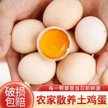 耕果妙 濮阳林下散养土鸡蛋20枚1kg 单枚50g 源头直发 土鸡蛋20枚（50g）