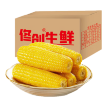 东北黄糯玉米 单棒均重＞180g 糯九甜糯苞米真空包装加热即食 4棒