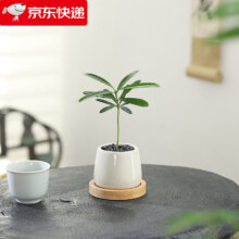 八芽 迷你盆栽绿植 罗汉松-白小雪梨盆-竹底托 带盆栽好