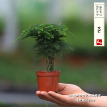 开时果 微景观植物盆景 文竹（小杯）2.9元（需领券）包邮