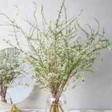 需首购：雪柳干枝 水插花 雪柳10支80厘米高 不含瓶