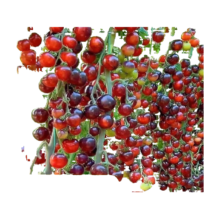 黑瀑布小番茄种子200粒