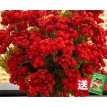 爱你一万年【中国红】长寿花（原土盆）