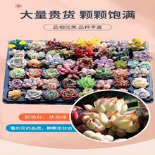 几十种任你选 多肉植物10颗按图发