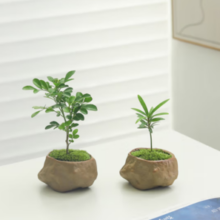 喜鹊说 七里香+罗汉松）两盆 带盆栽好