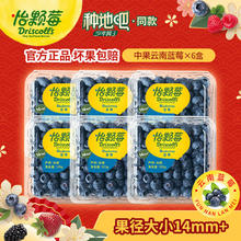 Driscoll's 怡颗莓 Only the Finest Berries 怡颗莓 国产云南蓝莓 蓝莓小果 125g*6盒（14-18mm）