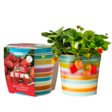 IAM City Farmer盆栽草莓 DIY趣味种植盆栽可食用果种子阳台种植儿童礼物好种易活