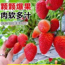 开时果 四季草莓苗奶油红颜草莓秧 热销款 奶油（3盆）+双色盆 草莓基地-原土原盆直发