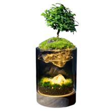 丘辰苔藓微景观生态瓶DIY办公室内桌面绿植摆件造景花卉盆栽生日礼物 有光青年（小夜灯）