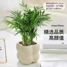 佰花锦 袖珍椰子+PVC白泡泡盆 整体高度约15-25cm