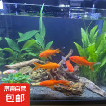 混色草金鱼20条 4-6厘米送鱼食