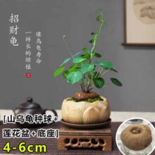 壹植 水培山乌龟种球+莲花盆（含底座）