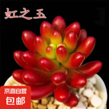 虹之玉多肉植物1颗