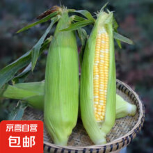 75%概率：新鲜海南冰激凌水果玉米  3斤 中果200g起  4-6根 含包装