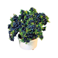 京东百亿补贴：欧悟 OUWU 欧悟 蓝莓苗 蓝莓树苗 奥尼尔4年苗 50cm-70cm