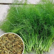 割茬茴香种子1000粒