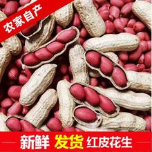 新货现发东北红皮花生带壳生花生米批发新鲜晒干小粒花生炒熟花生