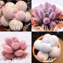 多肉组合盆栽阳台盆栽喜阳 可爱嘟嘟四种加盆土