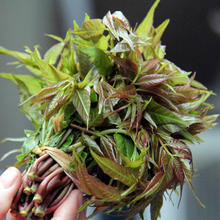 新鲜头茬香椿芽 当季蔬菜香椿苗 现摘现发香椿嫩芽 头茬香椿1斤装