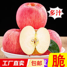 烟台苹果 水果栖霞红富士新鲜生鲜果山东特产脆甜 精品果 净重8.5斤（果径75mm以上）