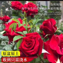 开时果 玫瑰花苗特大花 130#带花苞 1盆（开花 包对版）