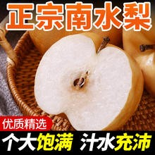 宏辉果蔬 山东特产莱阳 脆甜冰糖梨子整箱 净重4.5斤