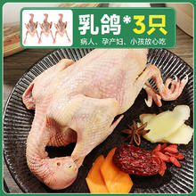 乡公馆 3只鸽子新鲜现杀非老鸽子土鸽子农家散养鸽子肉炖汤乳鸽生鲜
