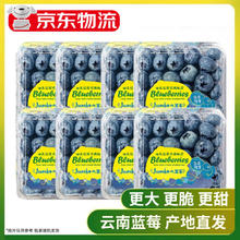 田良季 云南花香蓝莓 8盒 品质中果 单果15mm+ 125g/盒