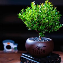 开时果 小叶赤楠盆景 舍得紫砂盆+黑石+底座