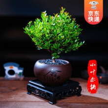 开时果 小叶赤楠盆景摆件 舍得紫砂盆+黑石+底座