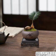 佰花锦 新中式铁树小盆栽 赠方底托 铁树宝宝+紫砂舍得盆+苔藓铺面 整体高度11-20cm