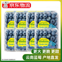 云南花香蓝莓 品质中果6盒