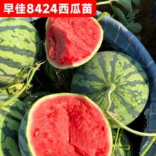 开时果 冰糖麒麟西瓜苗盆栽6棵