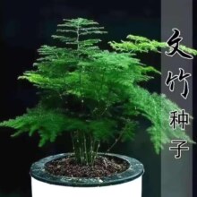 文竹种子5粒1包
