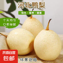 京喜自营-专用品牌 河北鸭梨带箱4斤