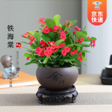 开时果 铁海棠 舍得紫砂盆+圆底托