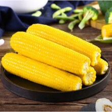 再降价：东北黄糯玉米 大棒 220g*8 *2件