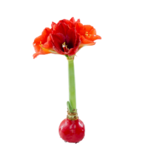 plus会员:京东鲜花 进口朱顶红腊球 年宵花