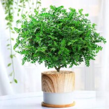 绿有意 正宗清香胡椒木盆栽 3年苗清香驱蚊+ 早安盆+肥 含盆