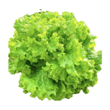 蔬菜种子四季播盆栽阳台庭院香菜生菜菠菜简单秋易种 玻璃生菜种子1包约1000粒