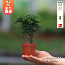 开时果 微景观植物盆景 文竹（小杯）