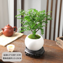 佰花锦 清香胡椒木盆栽室内外驱蚊草5.8元包邮