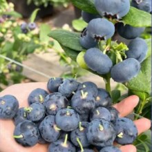 L25新品种蓝莓树苗 当年结果 6年苗带原土发货