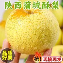 金百粟 陕西蒲城酥梨 冰糖雪梨 8.5斤