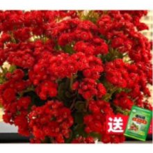 爱你一万年    中国红   长寿花  原土盆