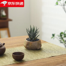 八芽 盆栽万重山多肉 仙人球 十二卷-海岛礁石盆（陶瓷盆） 带盆栽好