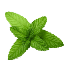 种菜记 蔬菜种子大全快菜生菜鸡毛菜种籽四季南方小青菜春季阳台蔬菜孑 十香菜种子1000粒