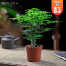 再降价：开时果 文竹盆栽桌面摆件盆景  精品文竹+原生盆