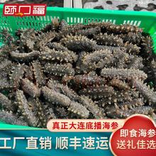 颐口福 大连即食野生底播9A海参礼盒 1000g (30-40只/斤)