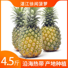 粤品  广东徐闻香水菠萝正宗新鲜水果当季手撕金钻凤梨金菠萝整箱 中果4.5斤（3-4个）